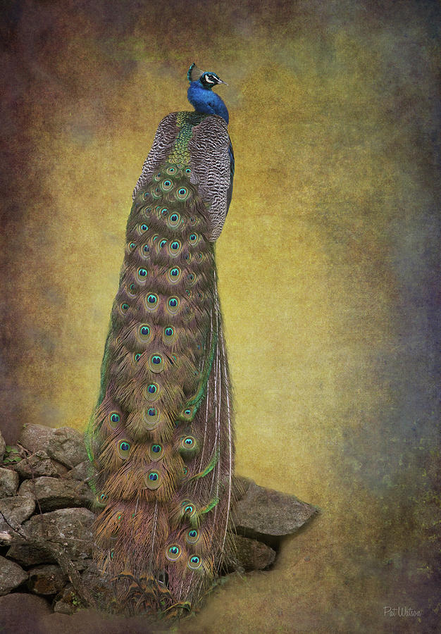 Regal Peacock Digital Art by Pat Watson