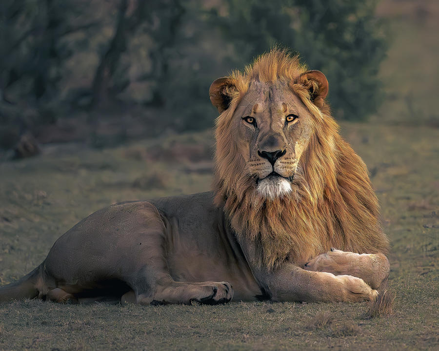 Regal pose Photograph by Robert Miller Regal pose Photograph by Robert Miller