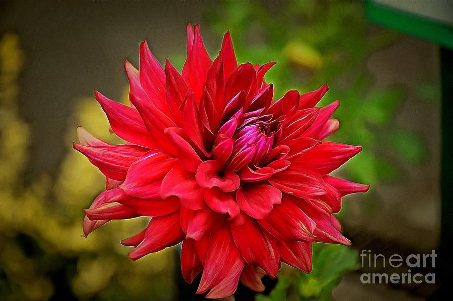 Regal Red Dahlia Photograph by Sea Change Vibes