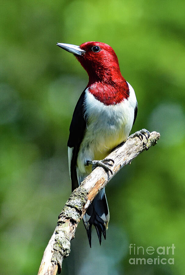 Regal Red-headed Woodpecker Photograph