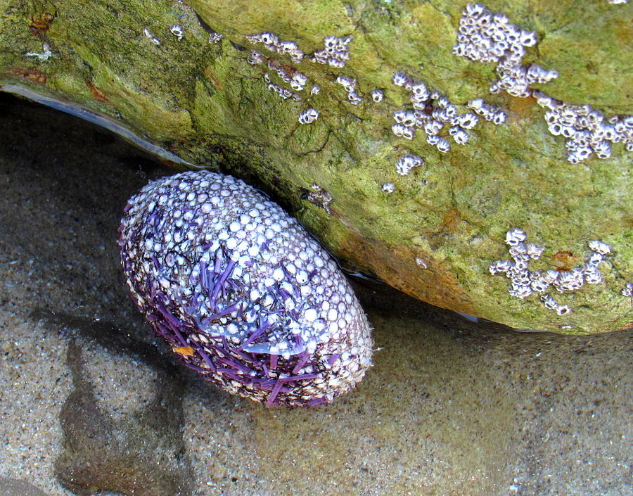 Regal Sea Urchin Photograph by Adrienne Wilson