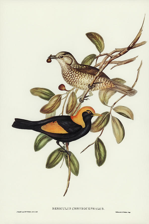 John Gould Drawing - Regent Bird, Sericulus chrysocephalus by John Gould