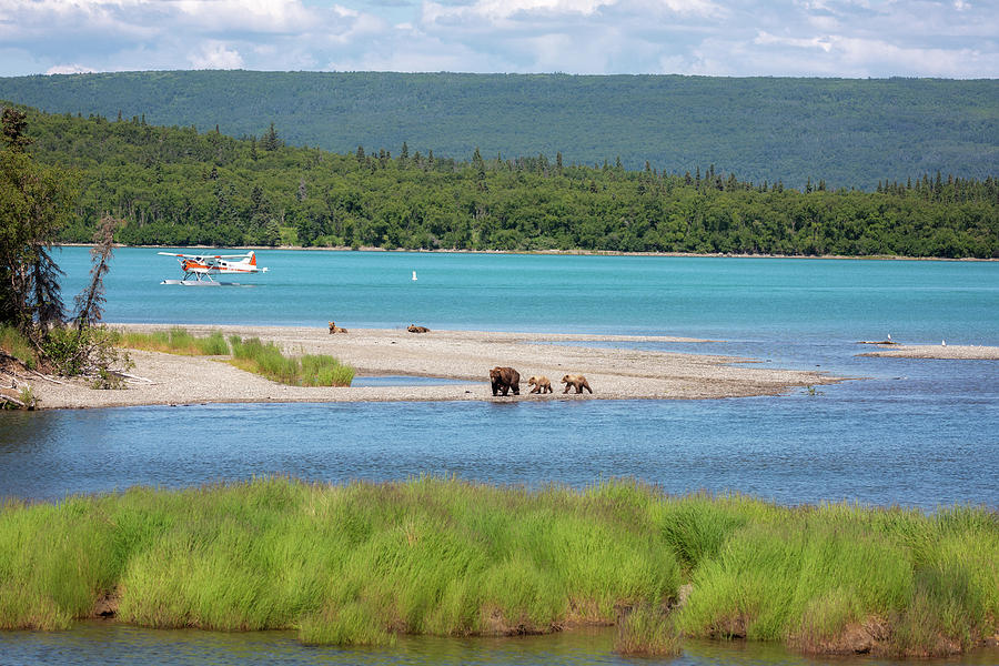 Regular day in Katmai - grizzly lake and an aircraft Photograph by Alex Mironyuk