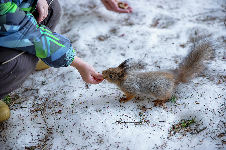 Regular squirrel. Photograph by Sergei Fomichev