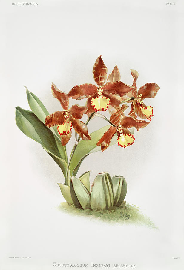 Reichenbachia Orchids Mixed Media by World Art Collective