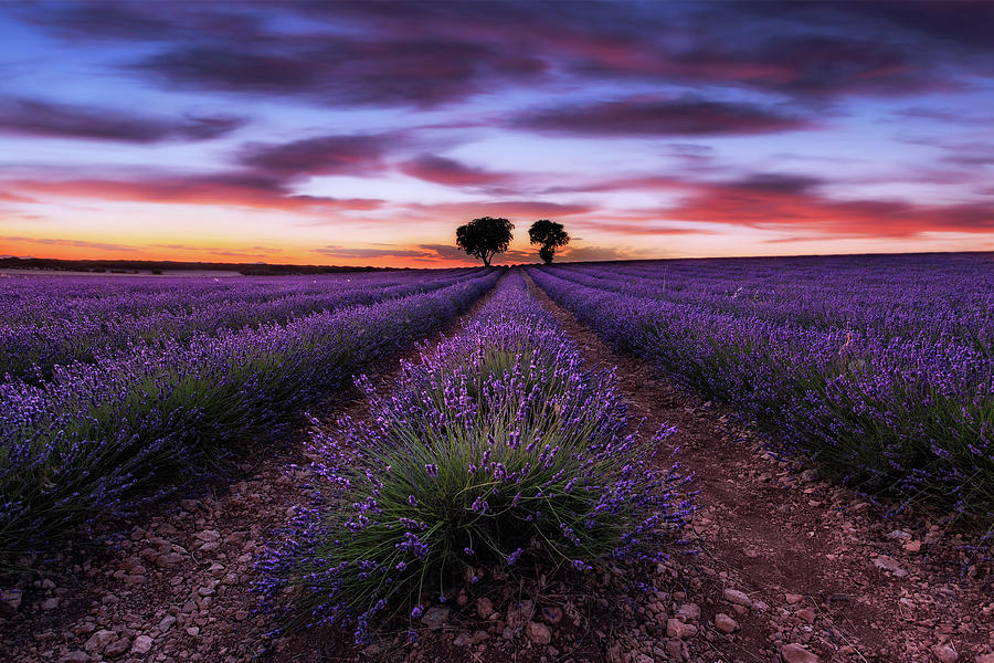 Reign of color Photograph by Jorge Maia