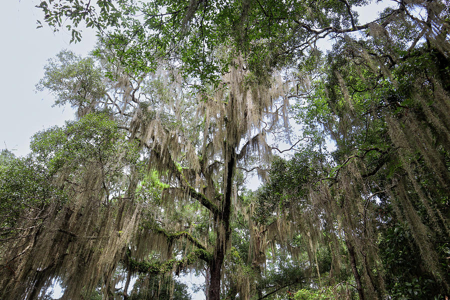 Reigning Spanish Moss Photograph by Ed Williams