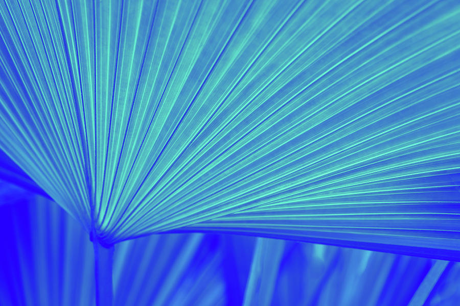 Reimagined Tropical Biophilia - Fan Leaved Palm In Classic Blue And Turquoise - Alternative Variant Photograph