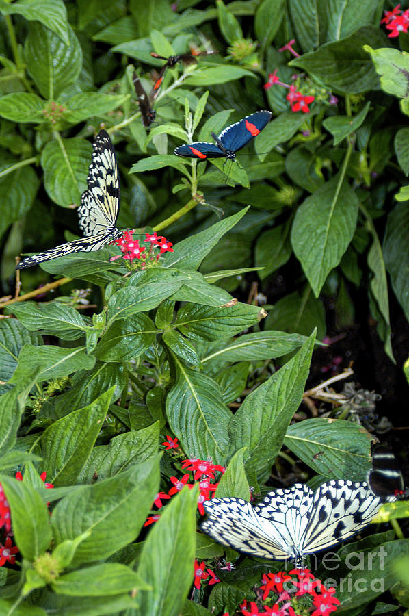 Reiman Garden Butterflies and Flowers Photograph by Bob Phillips