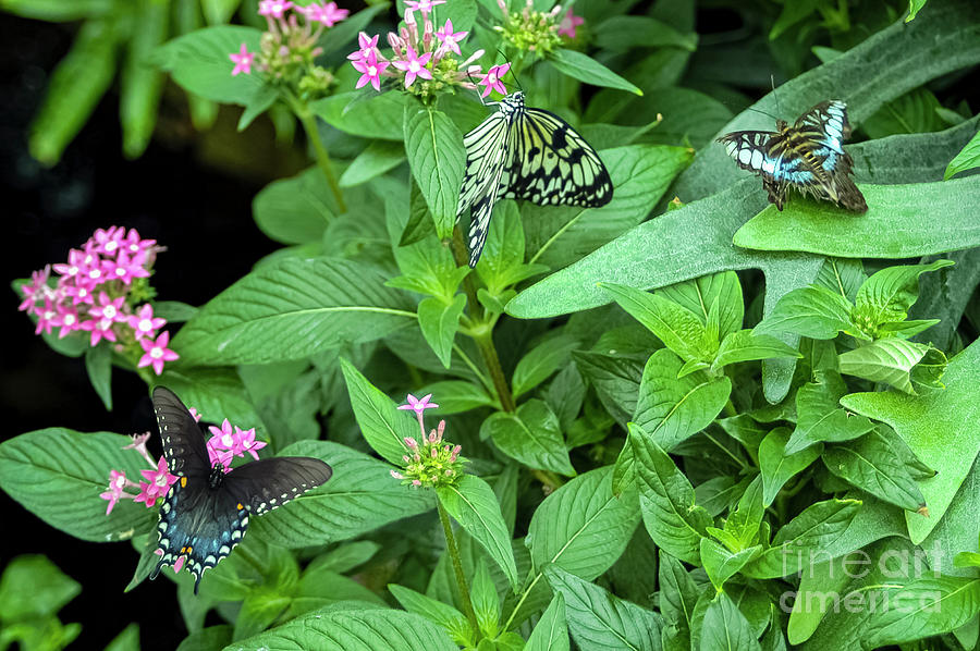 Reiman Garden Butterflies  Photograph by Bob Phillips