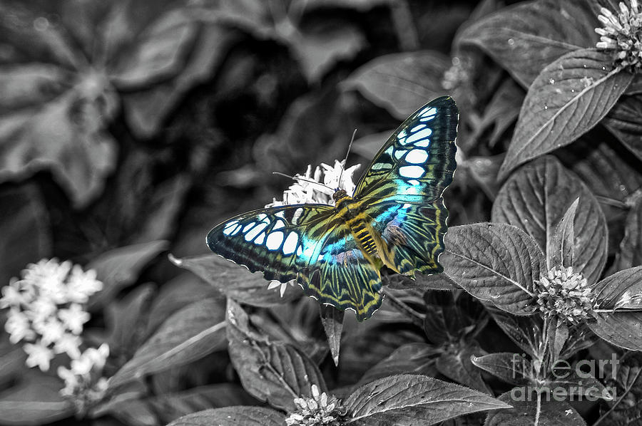 Reiman Gardens Blue Striped Tiger Butterfly One 4 Photograph by Bob Phillips