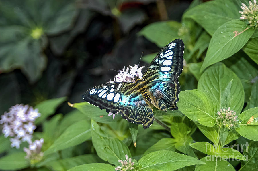Reiman Gardens Blue Striped Tiger Butterfly One Photograph by Bob Phillips