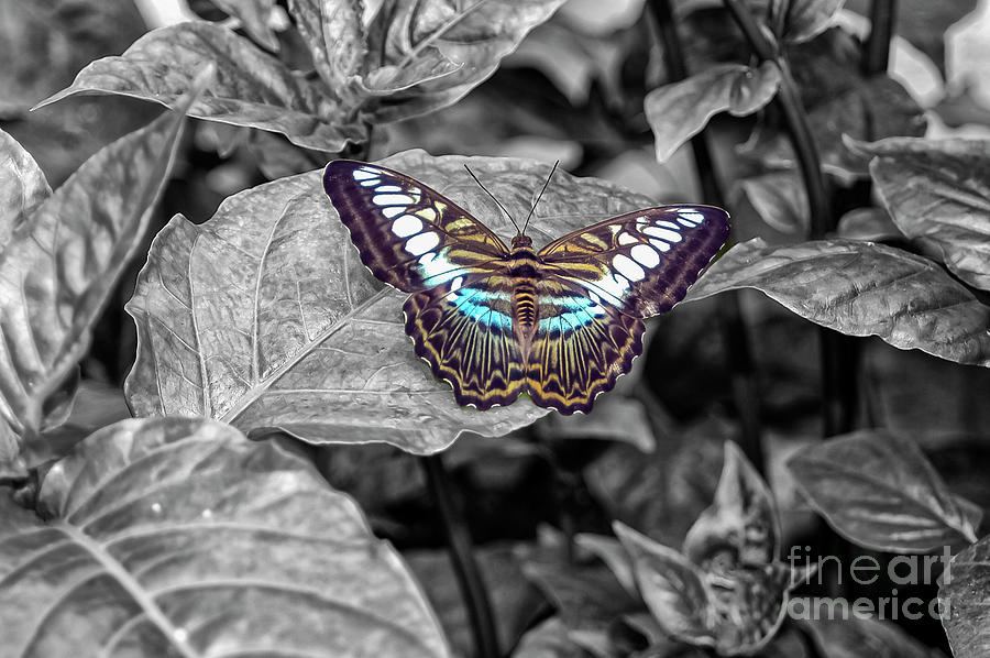 Reiman Gardens Blue Striped Tiger Butterfly Two 4 Photograph by Bob Phillips