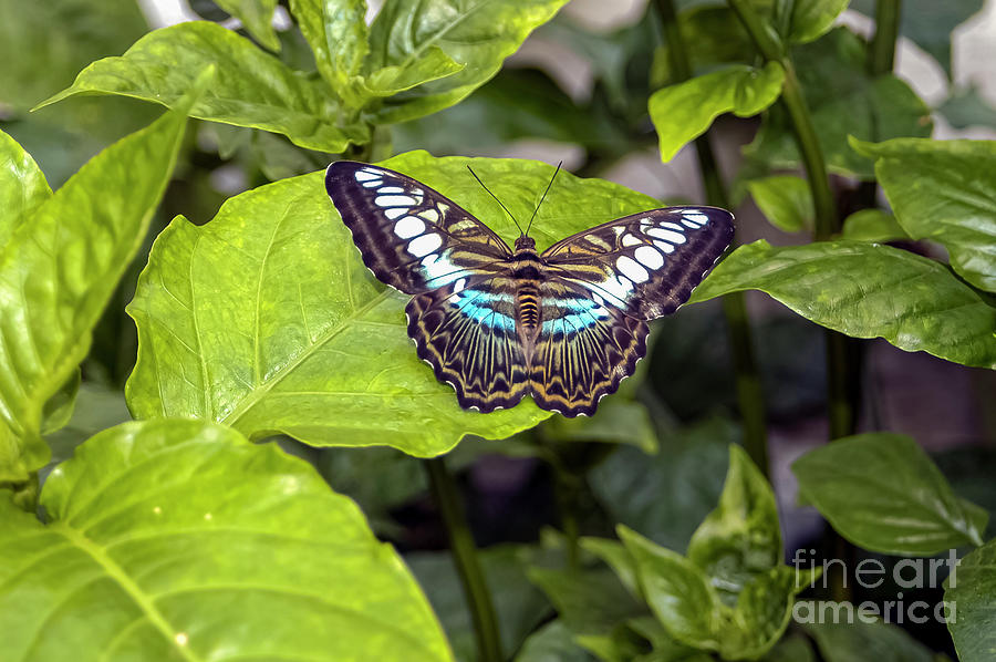Reiman Gardens Blue Striped Tiger Butterfly Two Photograph by Bob Phillips