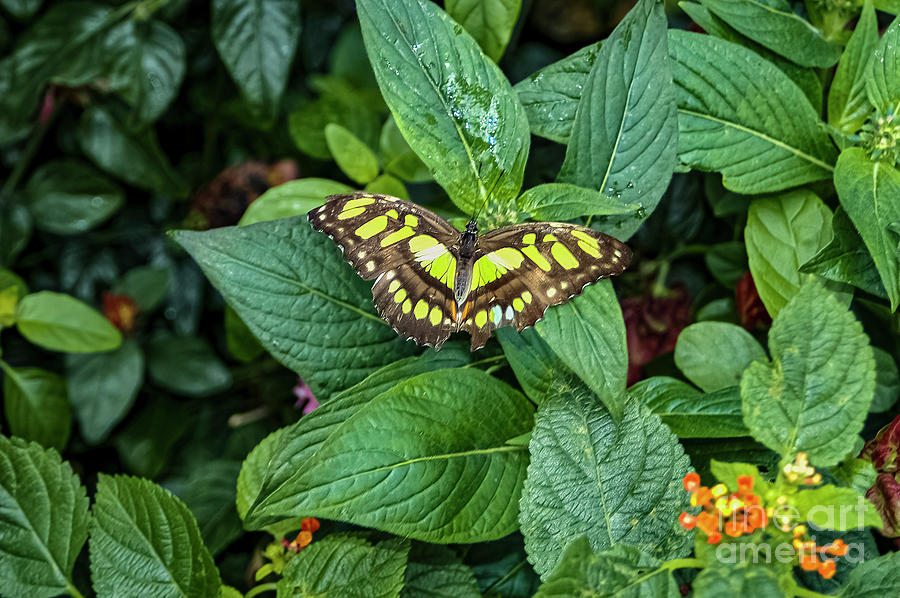 Reiman Gardens Malachite Butterfly Photograph by Bob Phillips