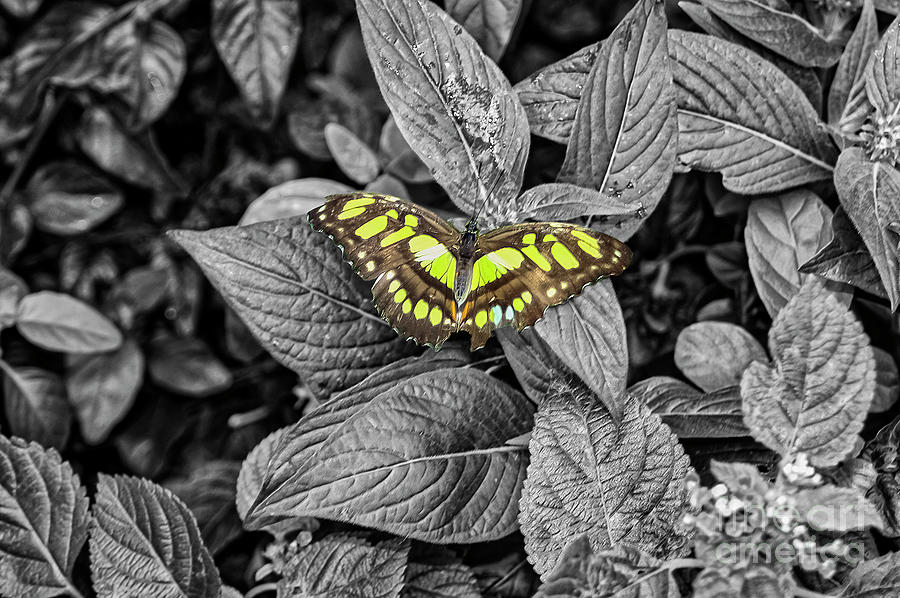 Reiman Gardens Malachite Butterfly One 4 Photograph by Bob Phillips