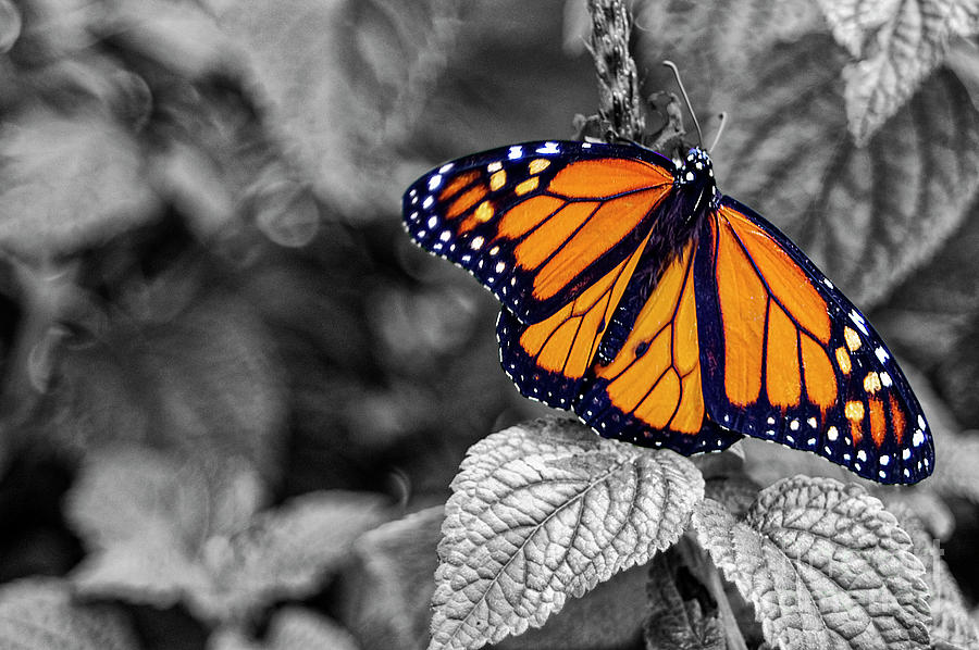 Reiman Gardens Monarch Butterfly 4sc Photograph by Bob Phillips