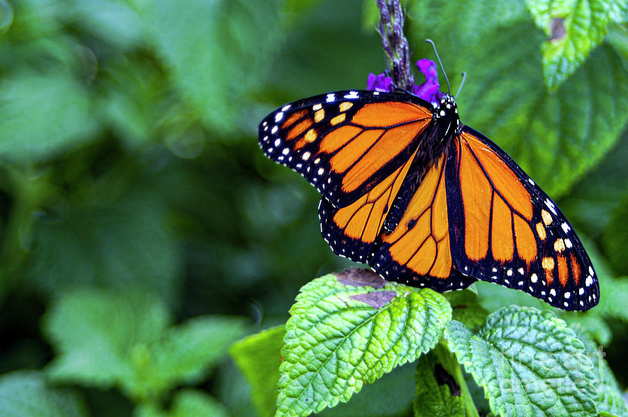 Reiman Gardens Monarch Butterfly Photograph by Bob Phillips