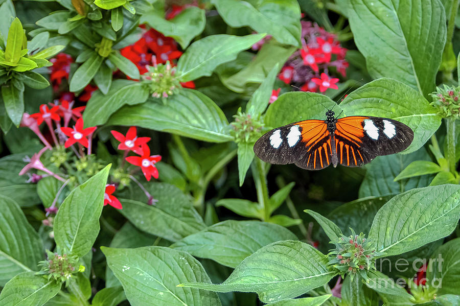 Reiman Gardens Postman Butterfly Two Photograph by Bob Phillips