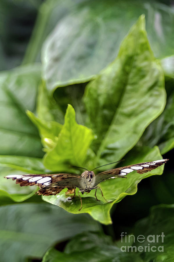 Reiman Gardens Speckled Wood Butterfly Photograph by Bob Phillips