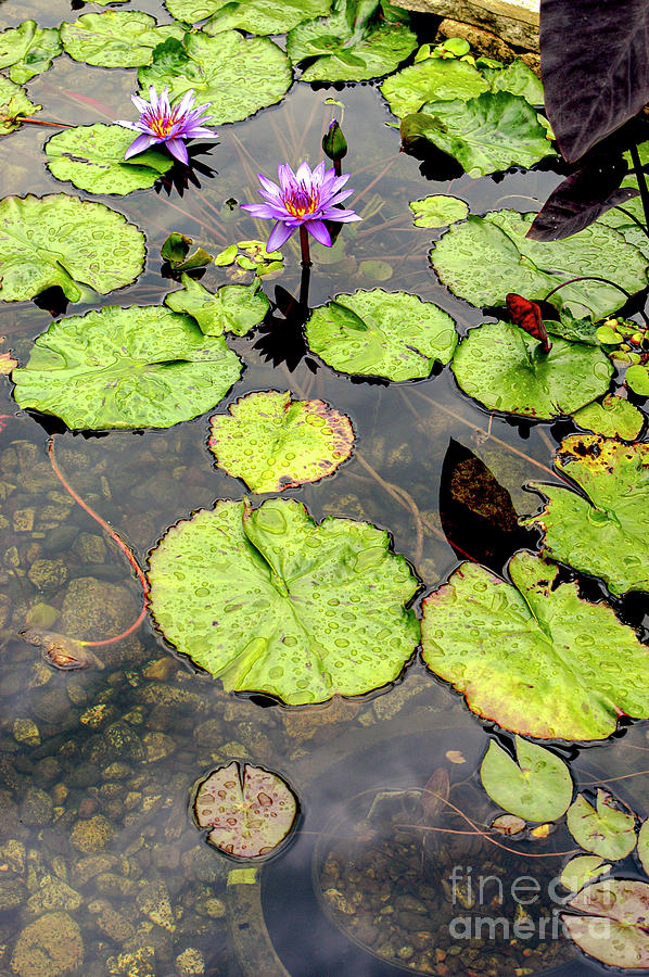 Reiman Gardens Water Lilies Photograph by Bob Phillips