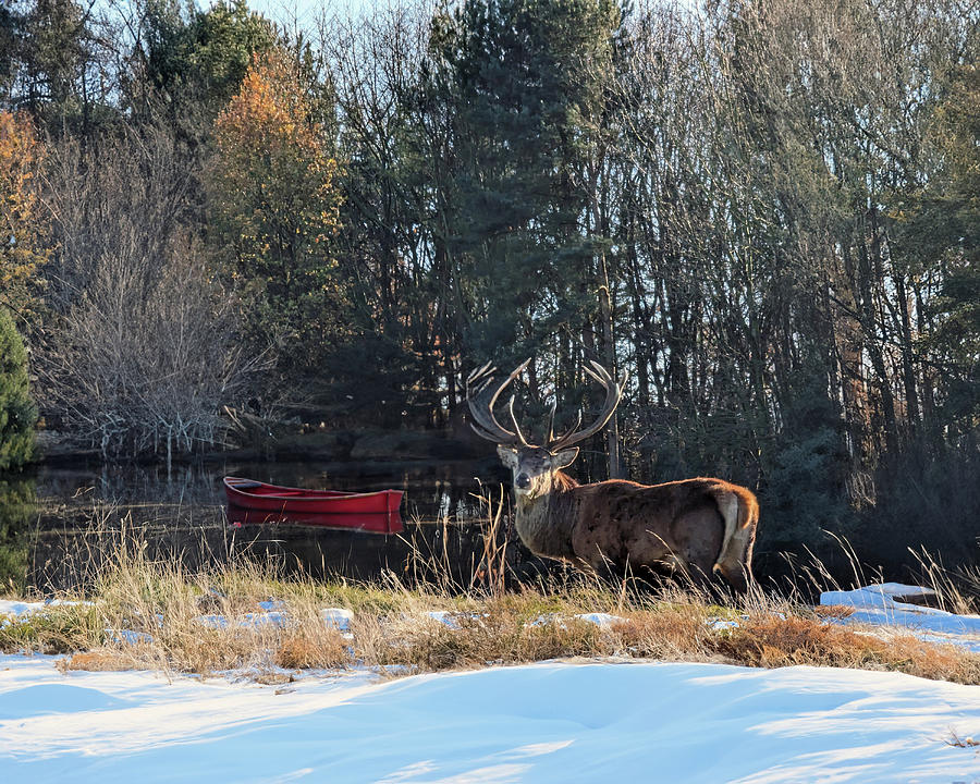 Reindeer and Red Rowboat Photograph by Alison Frank