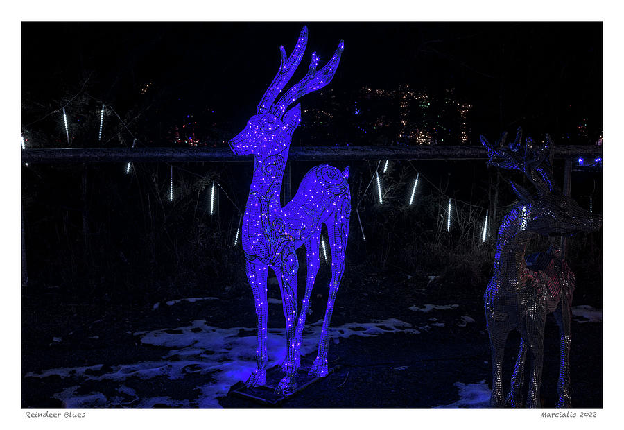 Reindeer Blues The Signature Series Photograph by Angelo Marcialis