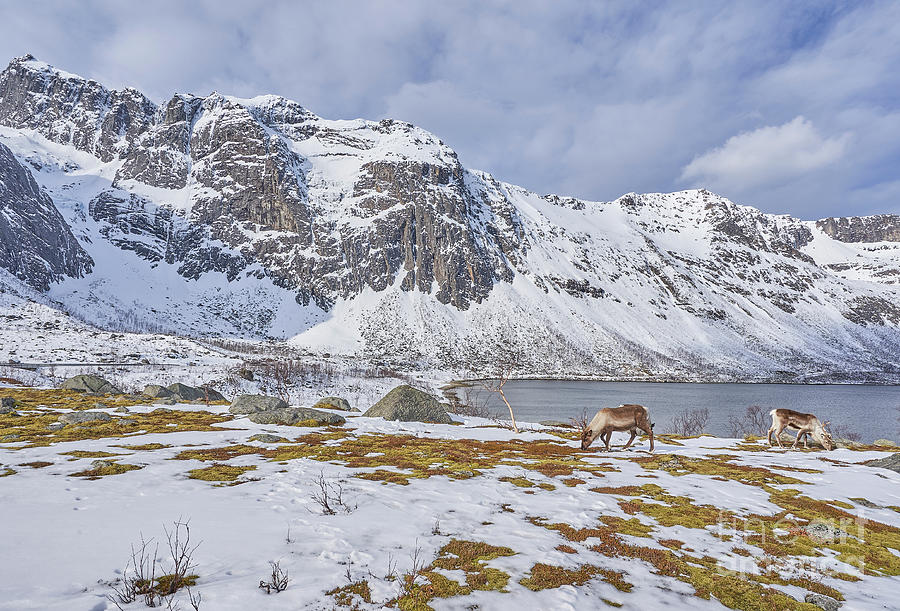 Reindeer Photograph by Brian Kamprath