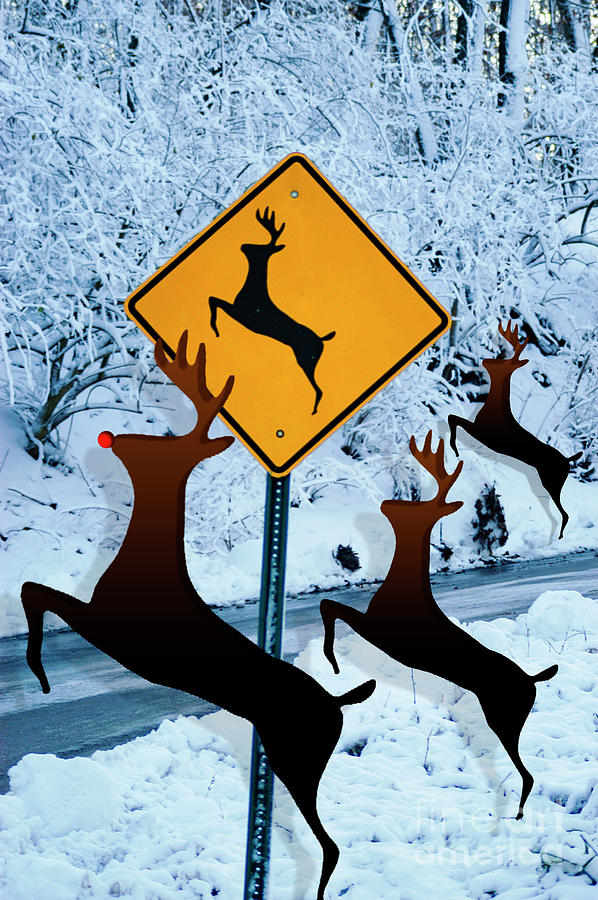 Reindeer Crossing at Christmas with an unexpected twist as these deer cross the wintery highway. Photograph by Gunther Allen
