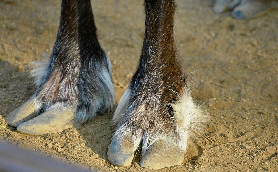 Reindeer Feet Photograph by Jacqueline Howe - Fine Art America