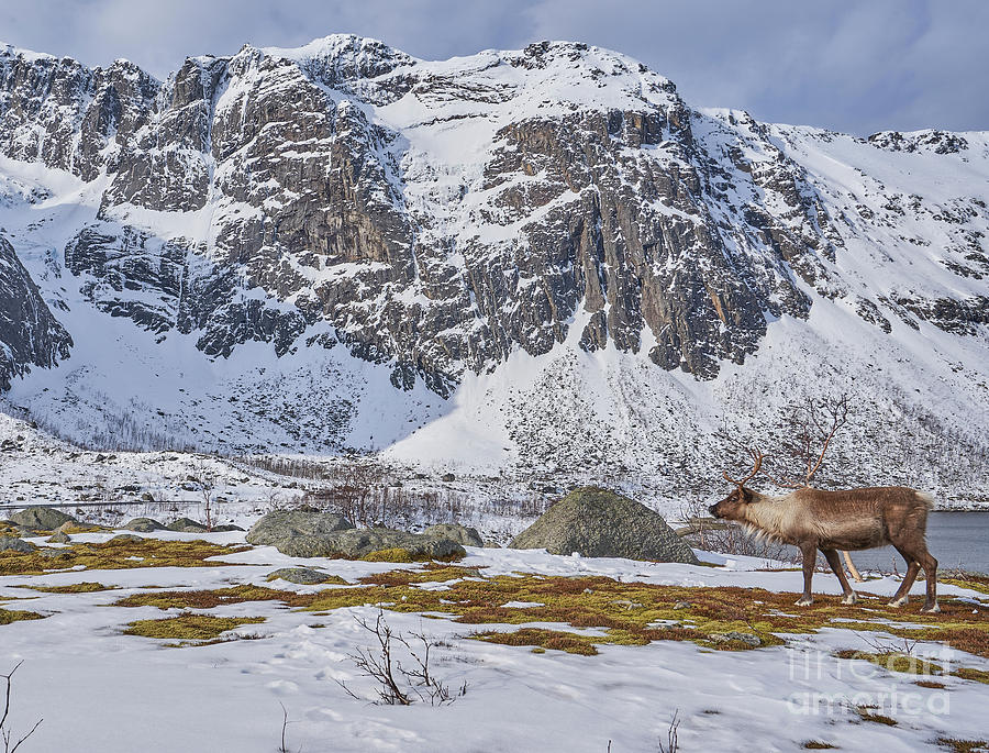 Reindeer Fjord Photograph by Brian Kamprath