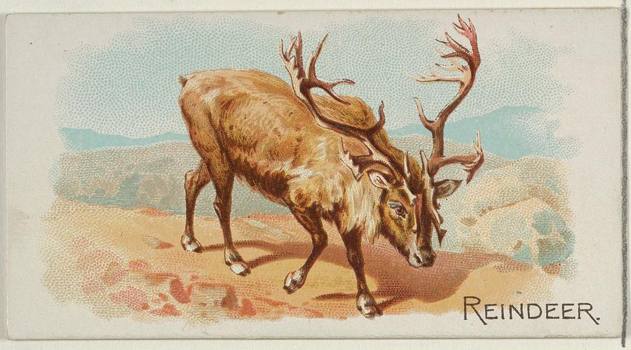 Reindeer, From The Quadrupeds Series N21 For Allen  Ginter Cigarettes Lindner, Eddy  Claus American, Painting