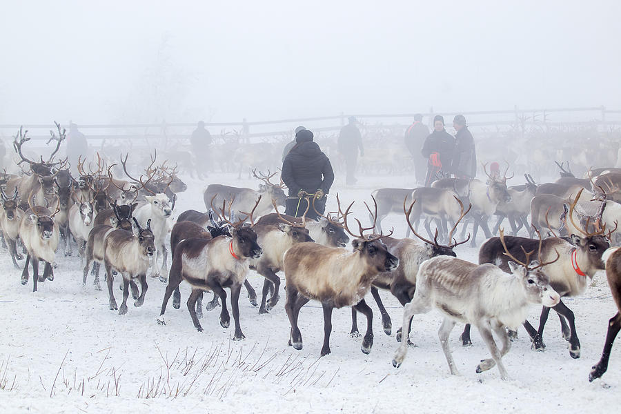 Reindeer gathering Photograph by Eva Mårtensson