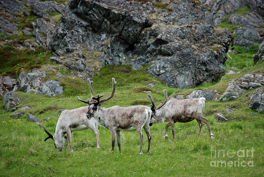 Reindeer Grazing a Picnic Area in Finnmark Norway Photograph by Nancy Gleason