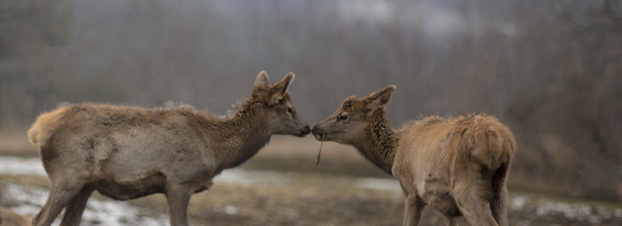 Reindeer Kissing Digital Art by Greg Burbank - Fine Art America