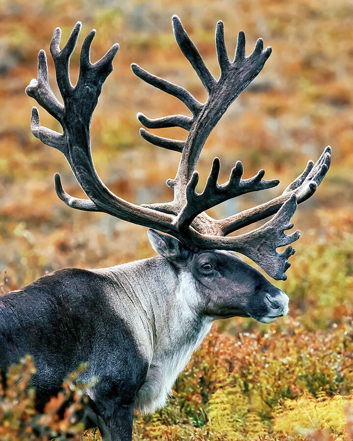 Wildlife Photograph - Reindeer by Mango Art