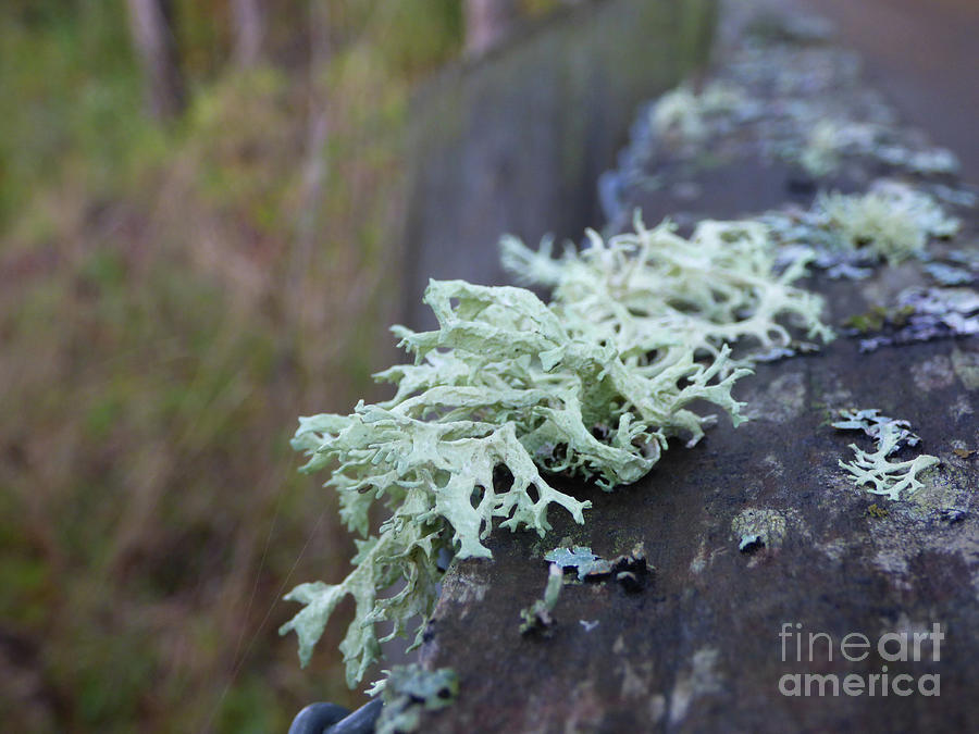 Reindeer Moss Photograph by Charles Robinson