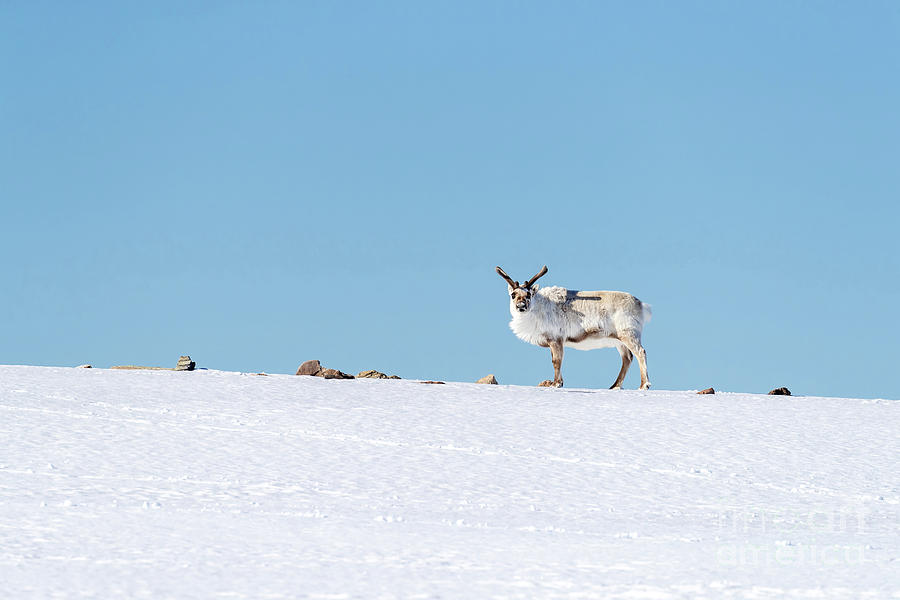Reindeer on a hill in Svalbard Photograph by Jane Rix
