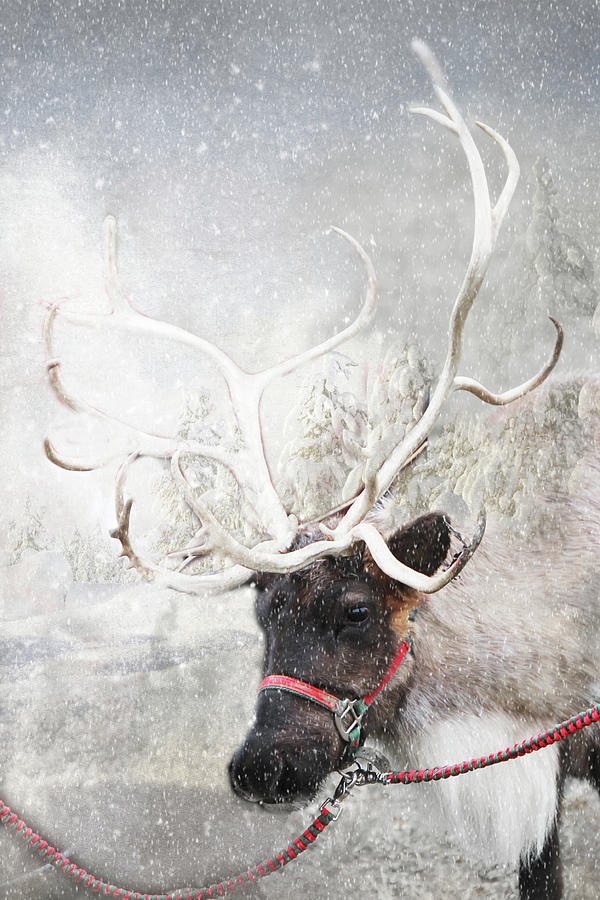 Reindeer Pause Digital Art by TnBackroadsPhotos