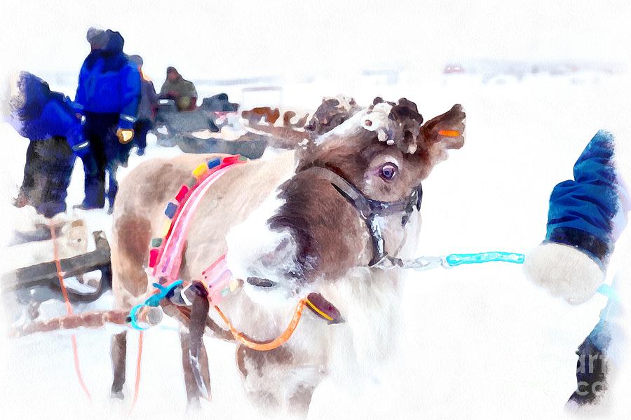 Reindeer Portrait2 Photograph by Eva Lechner