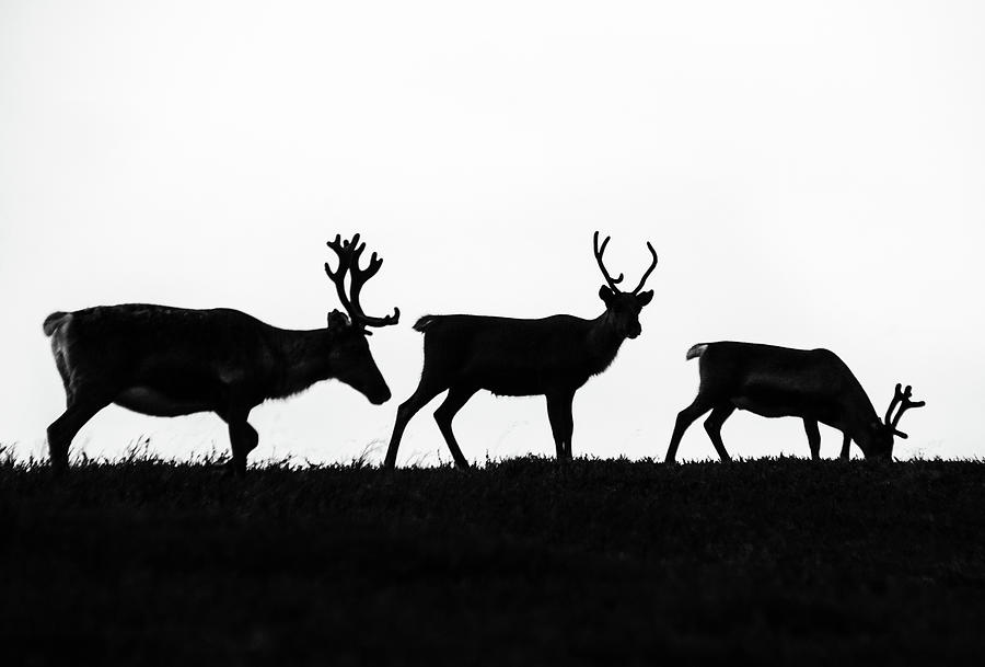 Reindeer Photograph by Turid Bjornsen - Fine Art America