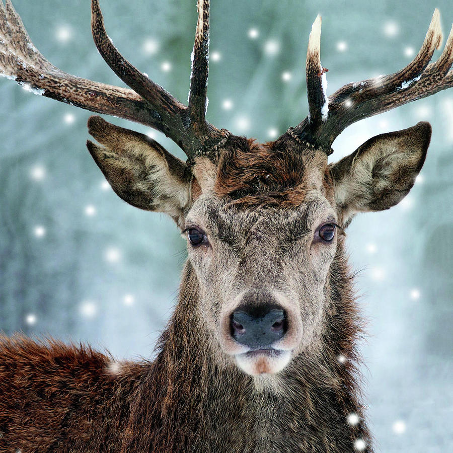 Reindeer v1 Photograph by Robert Banach Reindeer v1 Photograph by Robert Banach