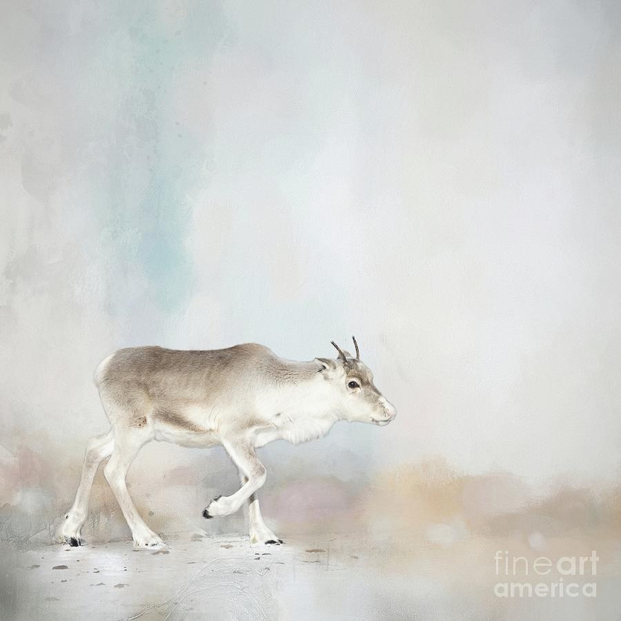 Reindeer Walking Photograph by Eva Lechner