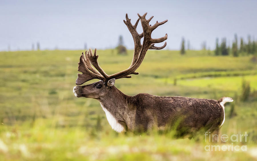 Reindeer with beautiful antlers Photograph by Lyl Dil Creations