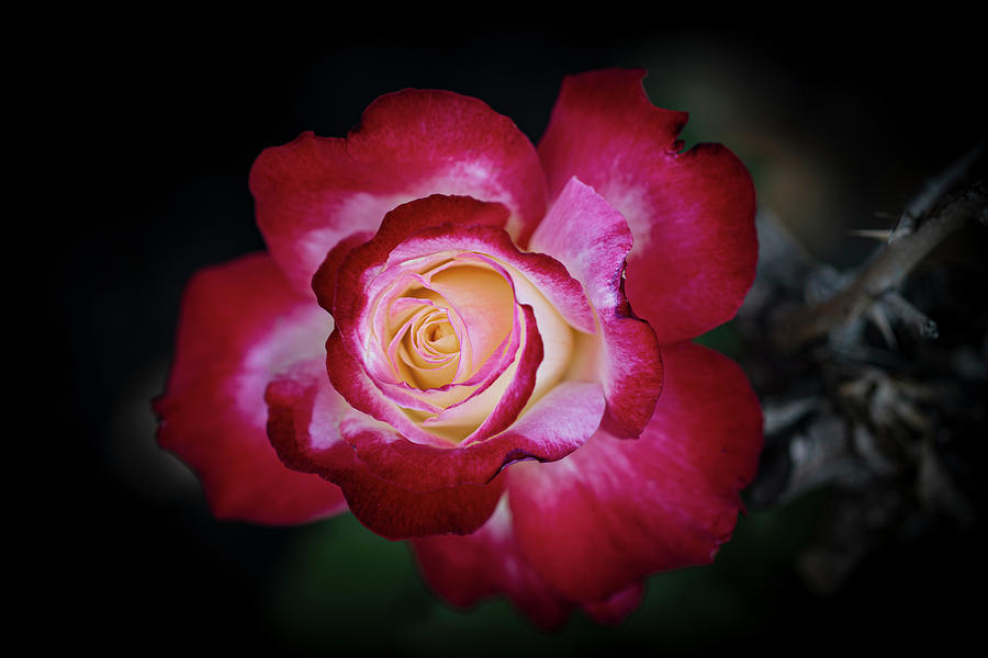 Rose Photograph - Rejoice  by Vanessa Thomas