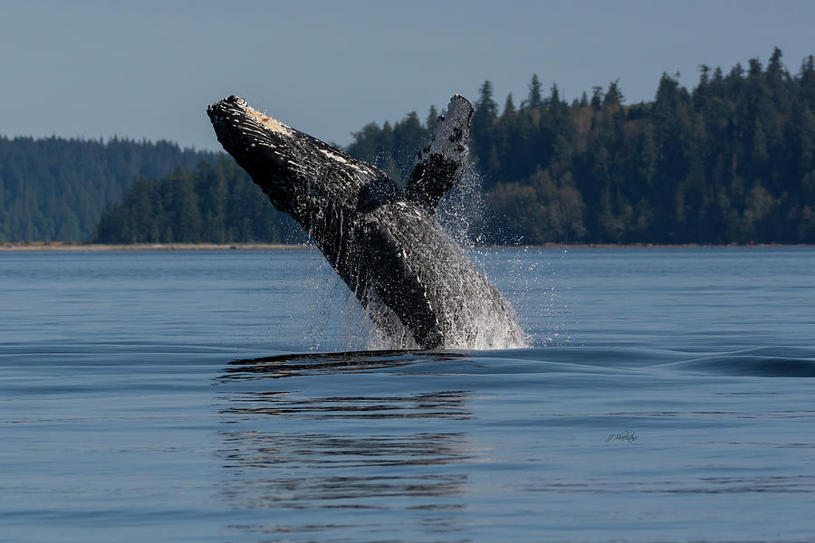 Rejoice - Whale Art Photograph by Jordan Blackstone