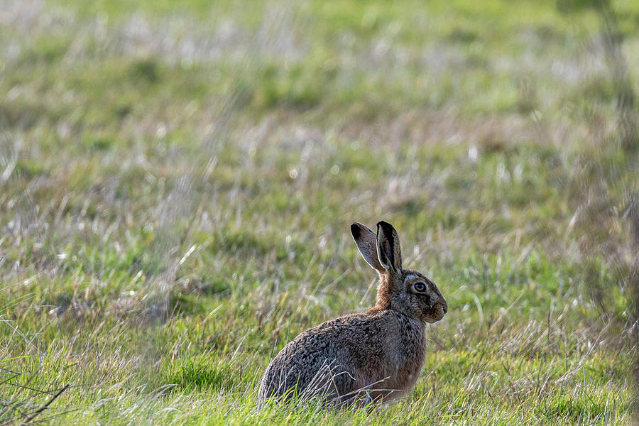 Relaxed Brown Hare Photograph by Mark Hunter