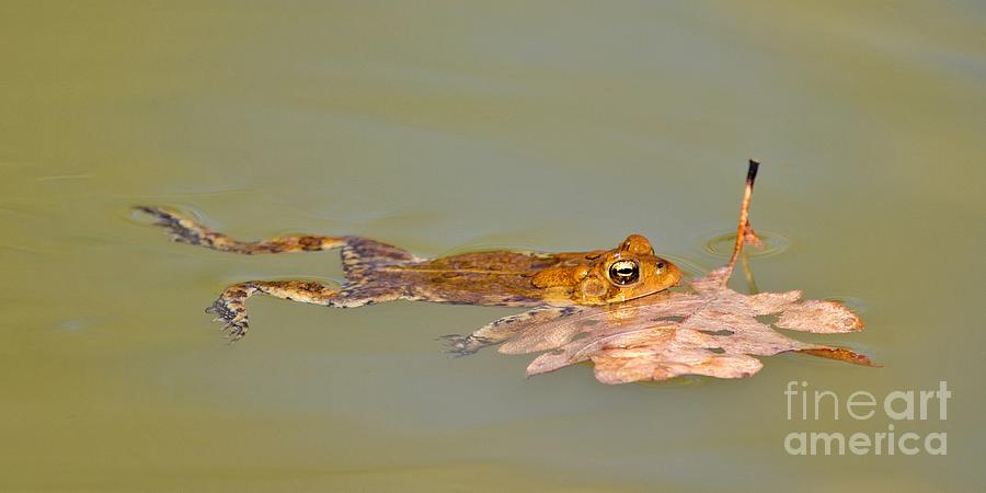 Relaxed Frog Photograph by Yvonne M Smith