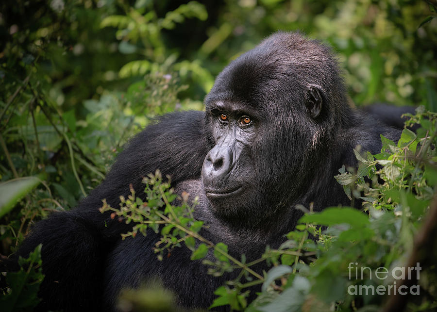 Gorilla Photograph - Relaxed in the Trees by Jamie Pham