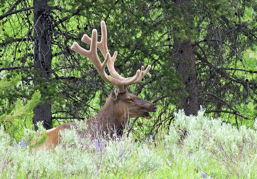 Relaxing Bull Elk in Yellowstone Photograph by Bruce Gourley